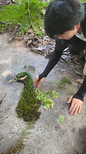 1.1M views · 10K reactions | Creating a picture with summer greenery Niu Yifei, a creative art blogger from #Chongqing, is piecing a picture of peacock with flowers and leaves from nature. #Art is derived from the beauty of everyday life, do you agree? | T-Time HK | Facebook