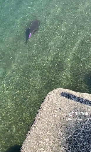 イカの捕食シーン！ 足を伸ばして上手に捕獲🤣#釣り