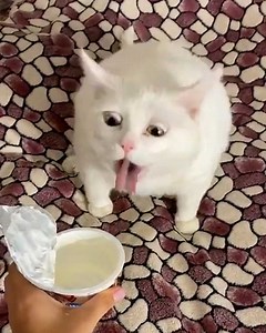 110M views · 752K reactions | These pets are absolute divas! I can't cope  | Tyla | Facebook