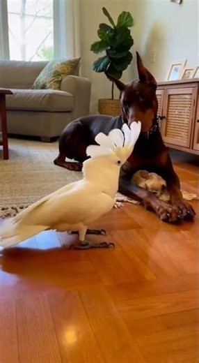 Parrot Dancing and Making a Big Dog Laugh
