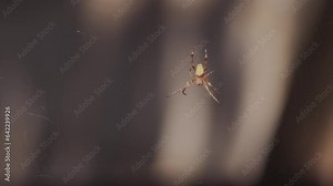 arachnid perches atop its intricate silk trap. fear of spiders arises as they masterfully spin their webs. tiny bug valiantly defends itself, menacingly raising its limbs in self-defense.