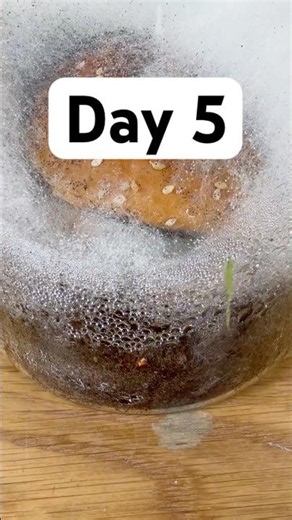 Watching a Burger Rot in a Jar - Day 5