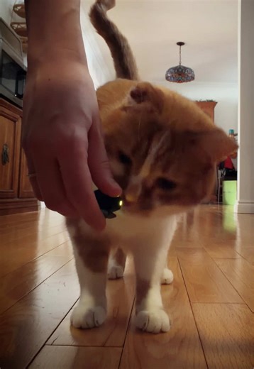 Bean’s Mic Drop Moment 🎤 #cat #meow #catsoftiktok #BeautyntheBean #funny