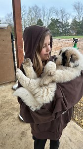 5.3K views · 10K reactions | I love watching them learn. By 6 weeks old puppies are following the adult dogs out to pasture and mimicking their behaviors. It’s so awesome to watch and just another reason we believe raising puppies at the barn with trained adults is so important! Our puppies are raised with a variety of livestock and with corrections from me and the adult dogs they have a really wonderful start before heading to your home! | The Crooks Family Farm | Facebook