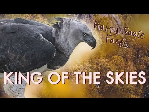 Harpy Eagle Facts: King of the Skies