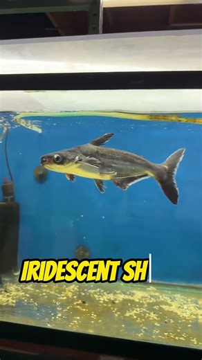 Top 5 Freshwater Sharks for Fish Tanks