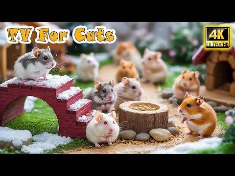🔴 Interactive CAT TV－Videos Anti-Anxiety with Funny Mouse for Cats When Home Alone 😸Cat Entertaiment