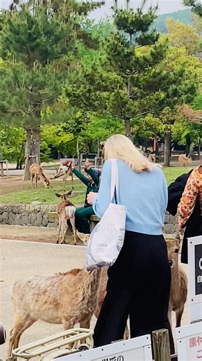 Exploring Japan's Stunning Nature and Wildlife