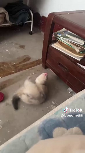 Happy Ferret Secrets: Tips & Tricks