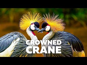 The Crowned Crane is the national bird of Uganda