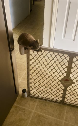 Adventures of a Raccoon on a New Jungle Gym