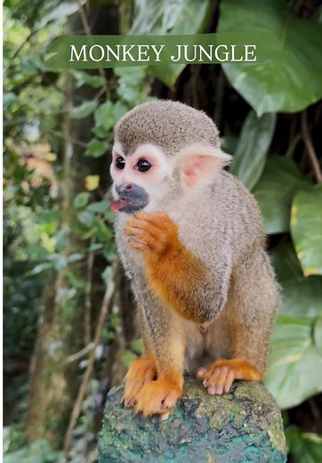 Explore Monkeyland: A Must-Visit in the Dominican Republic