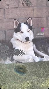 🚨 Adopt Cody – A Gentle Siberian Husky 🚨 Meet Cody, a 4.5-year-old Siberian Husky who’s looking for his forever home! 🐾 ✅ Housebroken – No accidents here! ✅ Kid-Friendly – He loves little humans. ✅ Dog-Friendly – Gets along great with calm dogs. ✅ Easy Walker – A breeze on the leash and non-reactive to other dogs. ✅ Quiet & Gentle – The perfect mix of calm and sweetness. Cody recently spent a few days in foster care, and his foster parent had nothing but amazing things to say about him. If yo