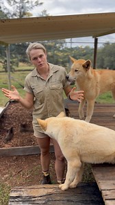 1.1K views · 69 reactions | Let’s look at differences between dogs...