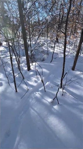 Fisher Cat or Wolverine?! #trailcam #wildlife caughtoncamera #fishercat #wildlifecamera