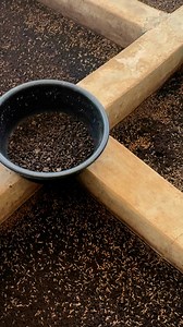 10K views · 161 reactions | You can begin a maggot farm and become successful, too | Bempet Organic Farm | Facebook