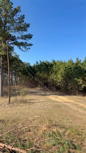 We got a tree on the power line 🤦 | Buckwild with Bubbarudy
