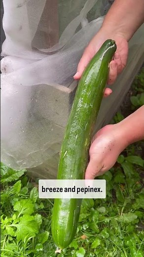 Growing fall cucumbers under netting!