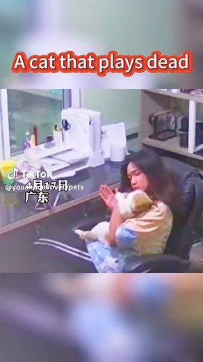 Hilarious Cat Playing Dead Compilation