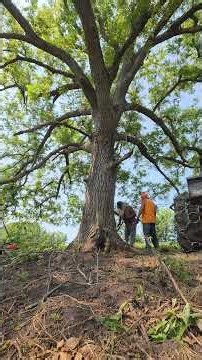 Spur cutting this big ol pasture Walnut tree #tree #felling #chainsaw