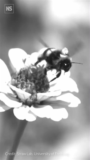 6.7K views · 43 reactions | Bee-tracking drone  A drone equipped...