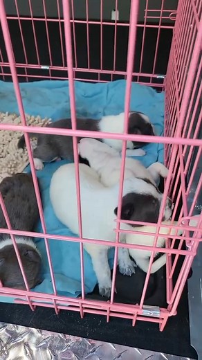 Well FLUFF Fam… WE DID IT! 🙌 Mama and her 9 pups are SAFE! From facing demolition in their home where they were left … to finding a Safe Place to Paws. Huge thank you to our foster heroes and the on-site team who made it happen. Rescue world never slows down — and neither do we. 🐾 Our community is what makes these saves possible. Thank you! If you’d like to help support this big intake, consider a $5 Friday donation. 💛 Link in Comments 👇 | FLUFF Animal Rescue