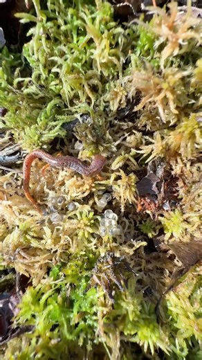 Mother Four-Toed Salamander Guarding Her Eggs!