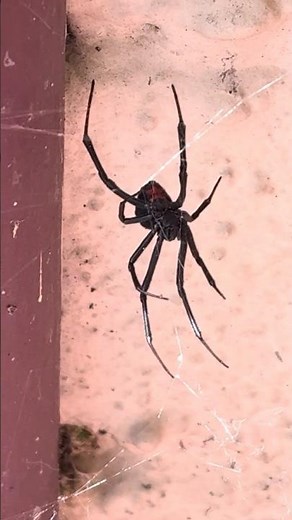 Is this a red back spider? #australia #westernaustralia