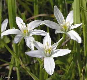 Ornithogalum umbellatum - Alchetron, the free social encyclopedia