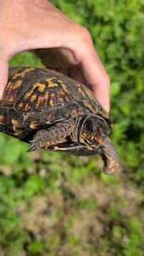 Finding an Old Friend • Box Turtle's Return • [WILD ANIMALS]