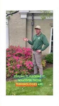 Why Azaleas Struggle in Westchester (And What Most Homeowners Miss)