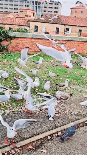 Birds in Venice City Beautiful Moments #shorts