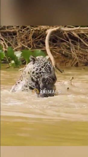 Jaguar attacks Caiman Crocodile Amazing footage #animals #jaguar