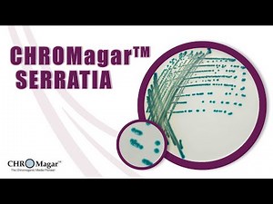 New Chromogenic Media for detection of Serratia marcescens, CHROMagar Serratia