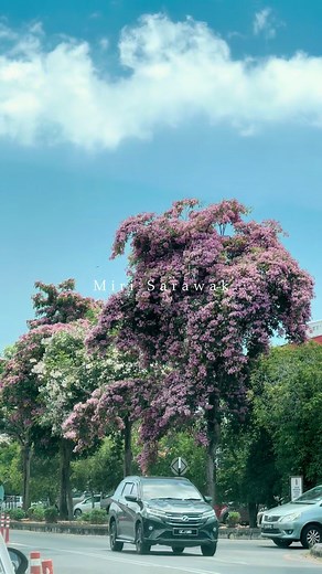 April Blooms in Miri, Sarawak | Tecoma Trees