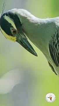Up Close with a Yellow-crowned Night Heron at Six Mile Cypress