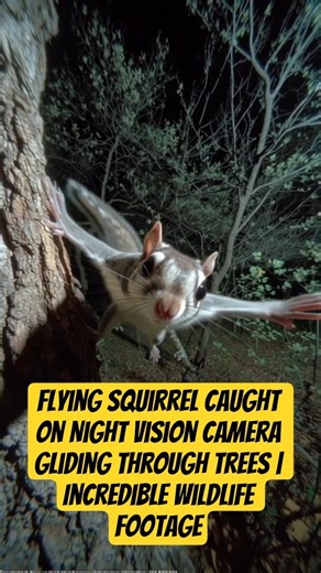 Flying Squirrel Caught Night Vision Camera Gliding Through Trees Incredible Wildlife Footage #viral