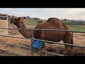 Camels making sounds