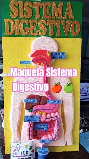 Maqueta Funcional del Sistema Digestivo 🍎🍏 #manualidadestyb #hechoamano #manualidades #escolar #diy