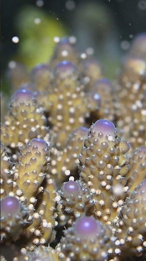 Acropora spawning on Lembeh Resort’s house reef is one of the ocean’s most extraordinary spectacles