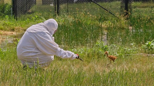 How humans in costumes teach whooping cranes to be cranes