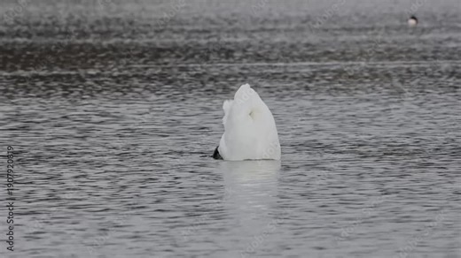 The Mute swan, Cygnus olor is a species of swan and a member of the waterfowl family Anatidae. Here swimming on a lake.