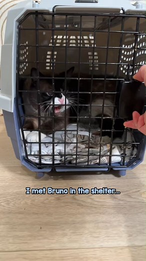 707K views · 43K reactions | “Aggressive” Bruno’s 1-month...