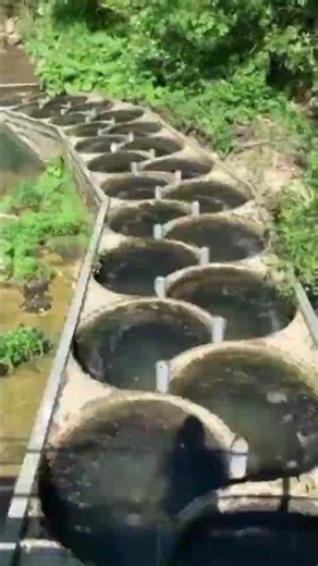 Fish Ladders, A Genius Structure That Helps Fish Swim Against The Current #fish #fishing #shorts