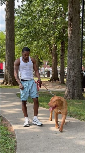Dog walks the best when you got 100 pounds dog #fitdogs #gymdog
