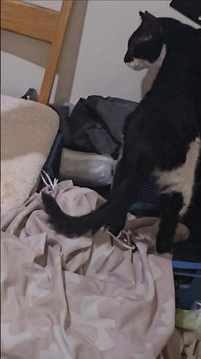 Marcie Gets Alarmed 🙀