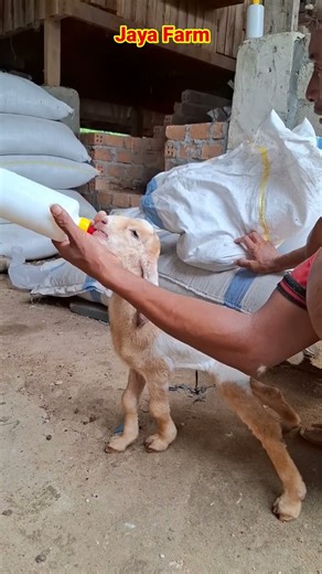 Pada Susu kambing etawa yang beku wajib untuk dapat direbus dan dihangatkan terlebih dahulu