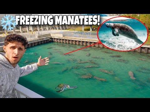 WINTER In FLORIDA!! *Sea Life*