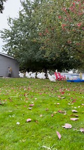 12K views · 12K reactions | Happy Saturday! Enjoy the Ballerinas doing their morning stretches 並栗謹#fairygoosemother #sebastopolgeese #ballet | Fairy Goosemother | Facebook