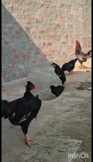 check quality 👌#trendingshorts #reels #newvideo #trendingvideo